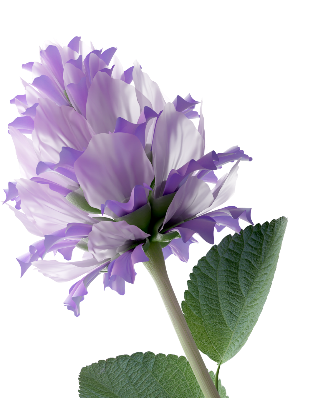 Bakuchiol: The Natural Retinol Alternative for Youthful, Radiant Skin Without Irritation